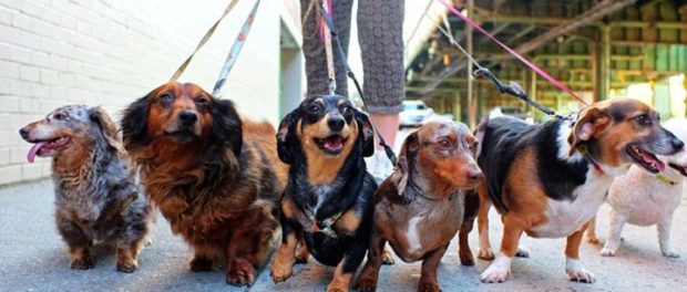Dog Walking in Liberty Village